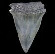 Fossil Mako Shark Tooth - Georgia #75077-1